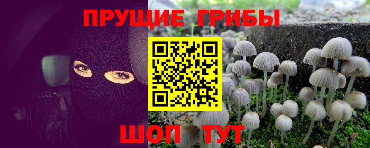 Псилоцибиновые грибы прущие грибы  Галлюциногенные грибы Psilocybe  Ирбит  Вход с VPN 